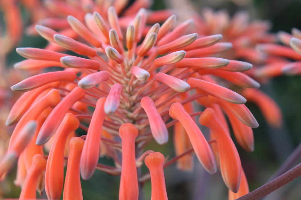 May I Heal? : May Affirmations &&nbsp;Intentions